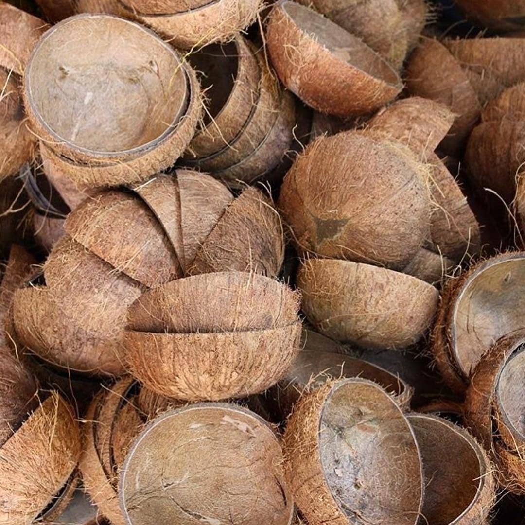 Coconut Shell